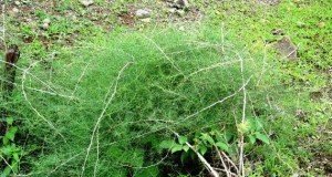 The health issue’s which can be solved by Asparagus Racemosus Asparagus Racemosus for women fertility