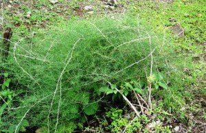 some astonishing health benefit of asparagus racemosus Asparagus Racemosus for women fertility