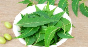 How Neem Helps In Reducing Cancer Risk? Neem reducing cancer risk