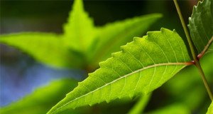 Medical benefit from Neem Neem Benefits,Benefits of Neem
