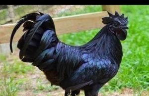 कड़कनाथ मुर्गे को लेकर भीड़ गए मध्यप्रदेश और छत्तीसगढ़ : एक्सक्लूसिव Madhya-Pradesh & Chattisgarh fight over Kadknath GI tag